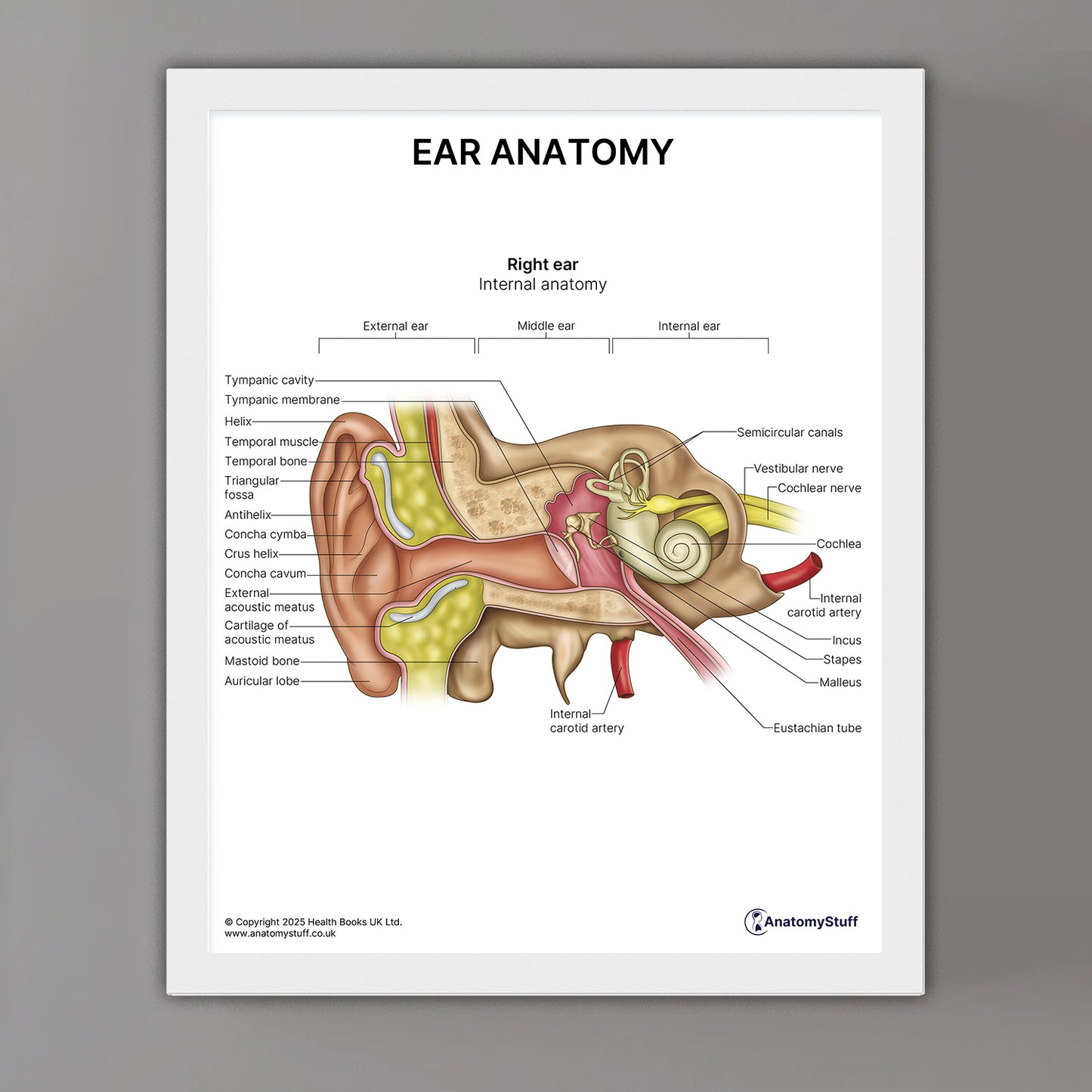 Ear Anatomy Print (Small 20 x 25 cm)
