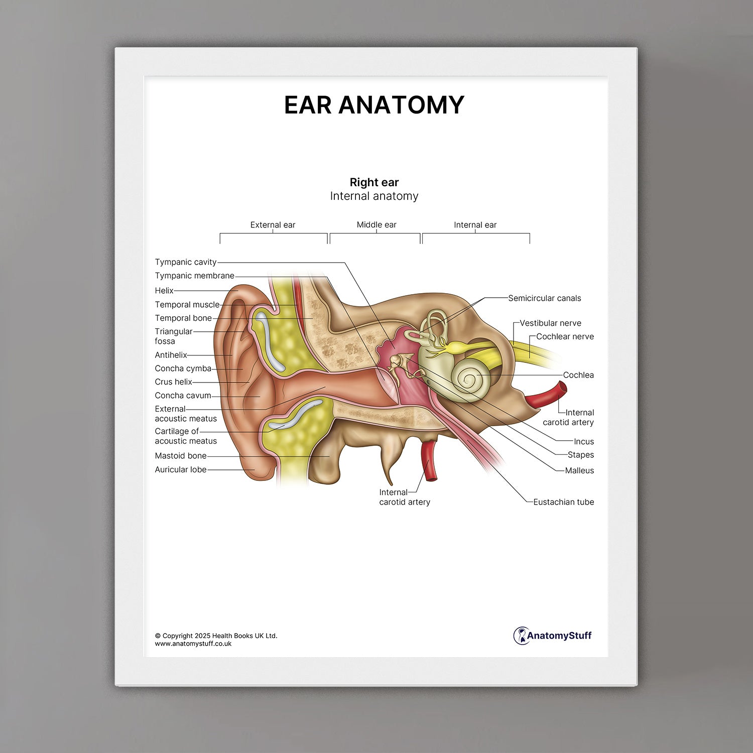 Ear Anatomy Print (Small 20 x 25 cm)
