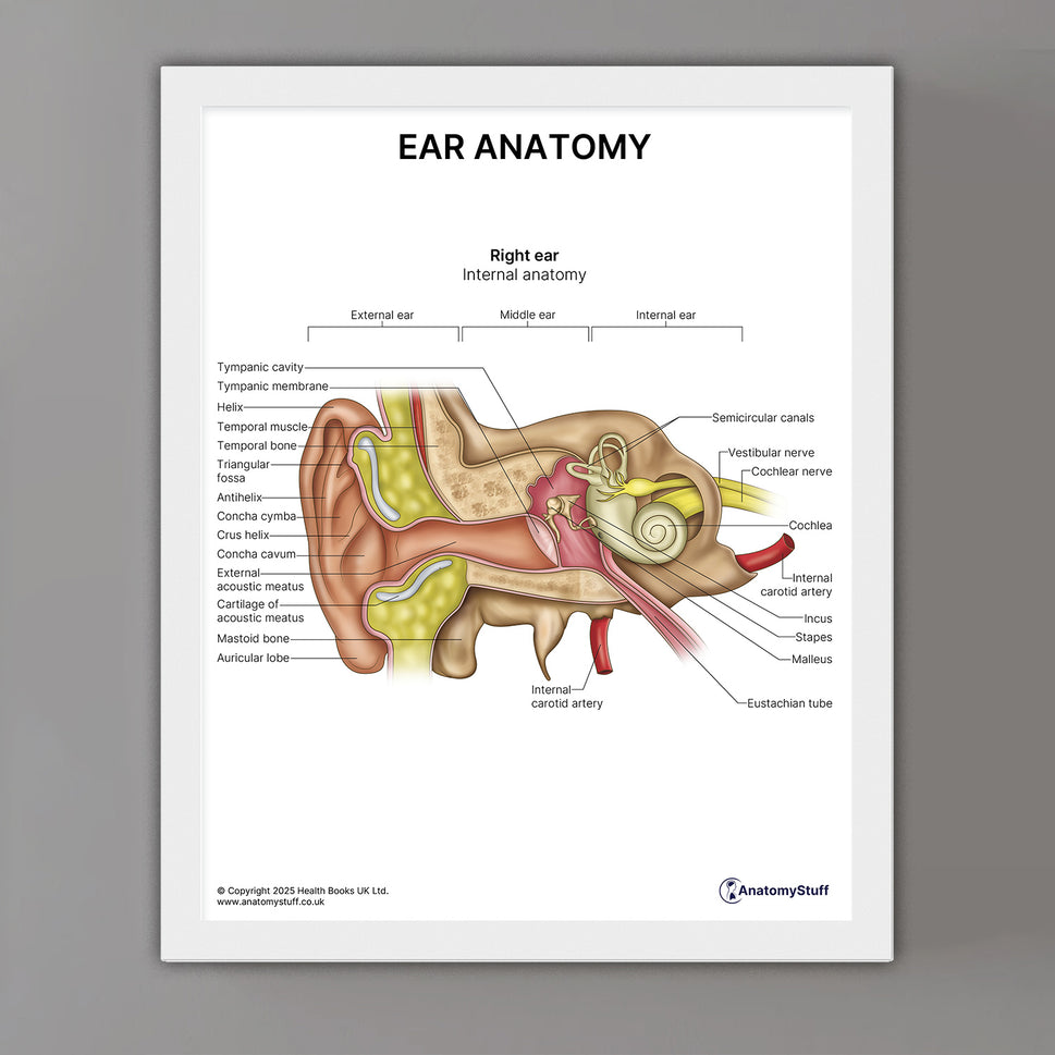 Ear Anatomy Print (Small 20 x 25 cm)