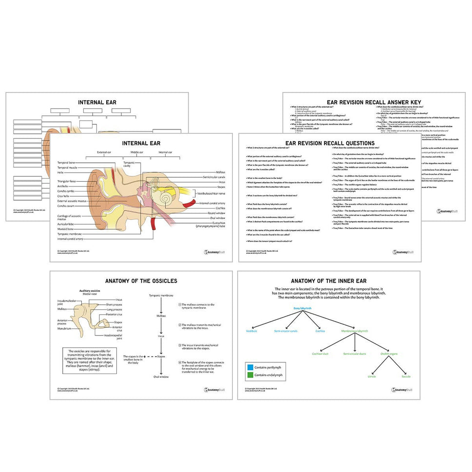 Ear Anatomy Revision Worksheets (Interactive & Printable PDFs)