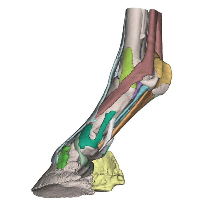 Equine Hoof 3D Printed Model - Model 2