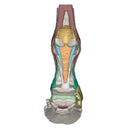Switch Posterior View of Equine Hoof 3D Printed Model - Model 2 2 image