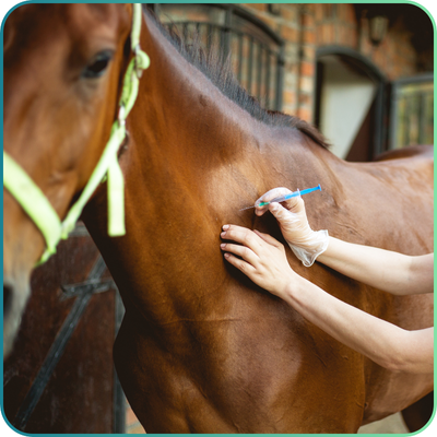 Equine Clinical Skills