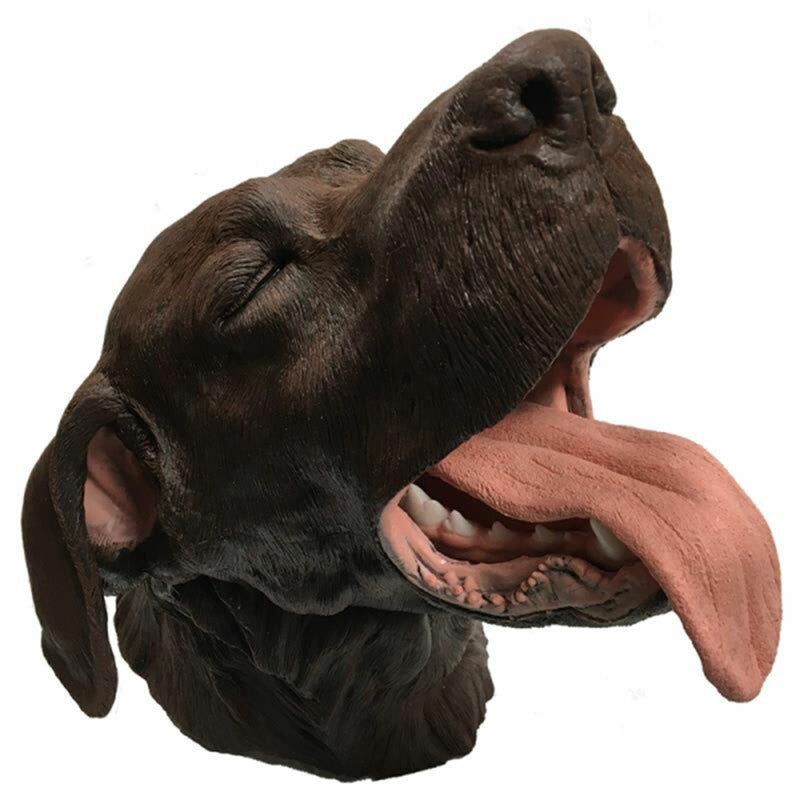 Canine Dental Technician Model/Package