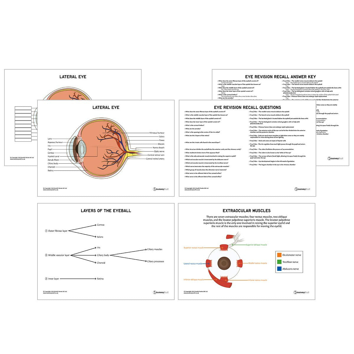 Eye Anatomy Revision Worksheets (Interactive & Printable PDFs)