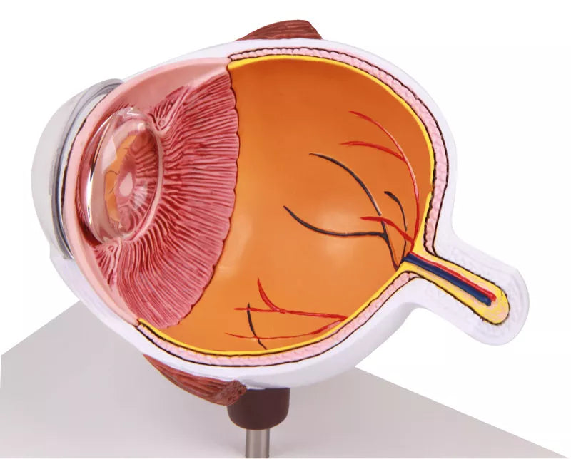 Eye Half Model (With Augmented Anatomy App) F50 Image 4