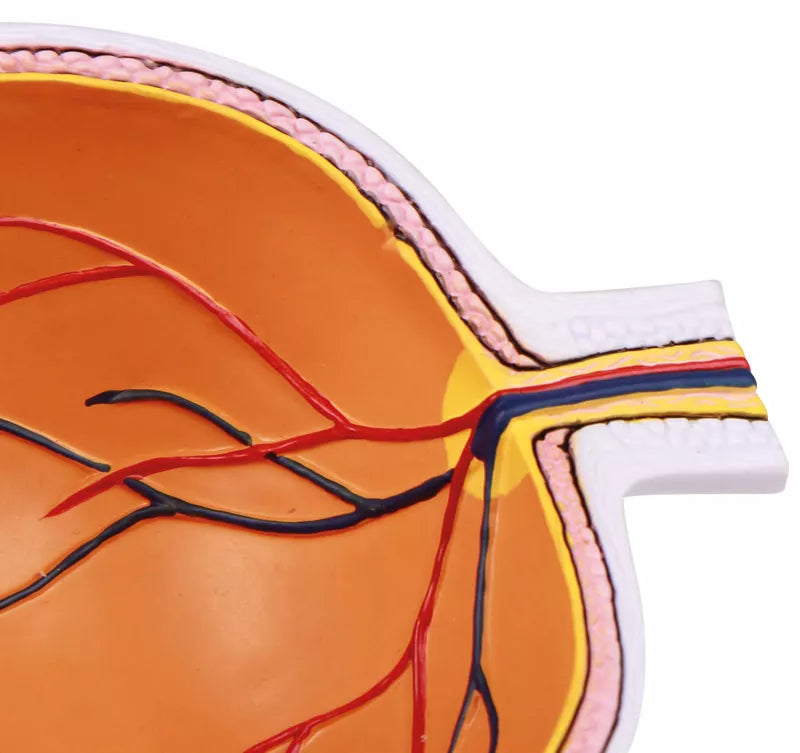Eye Half Model (With Augmented Anatomy App)