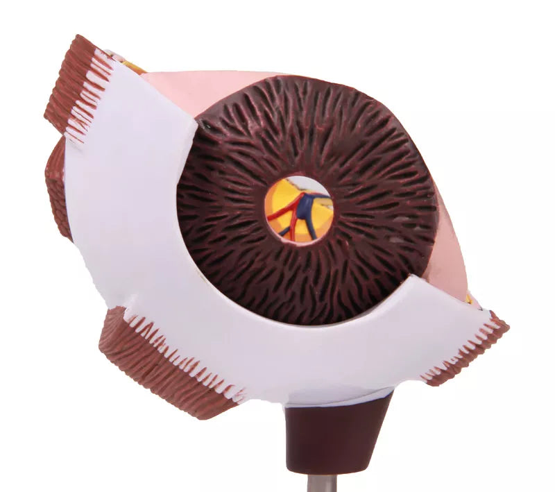 Eye Half Model (With Augmented Anatomy App)