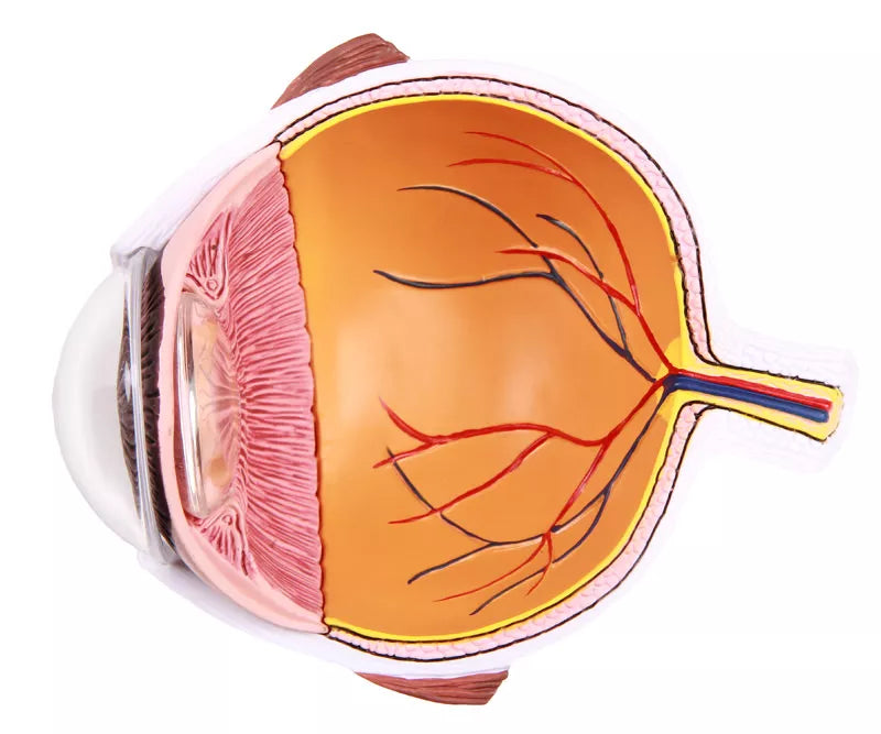 Eye Half Model (With Augmented Anatomy App) F50 Image 8