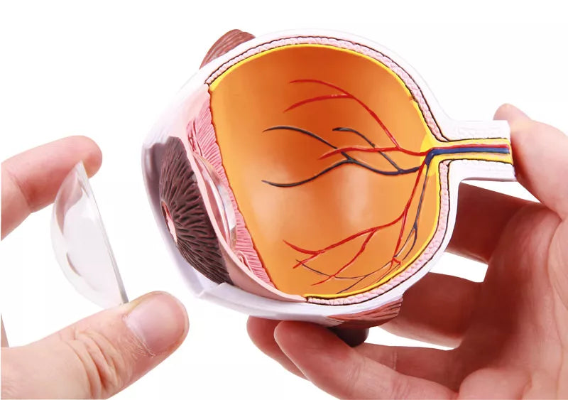 Eye Half Model (With Augmented Anatomy App)