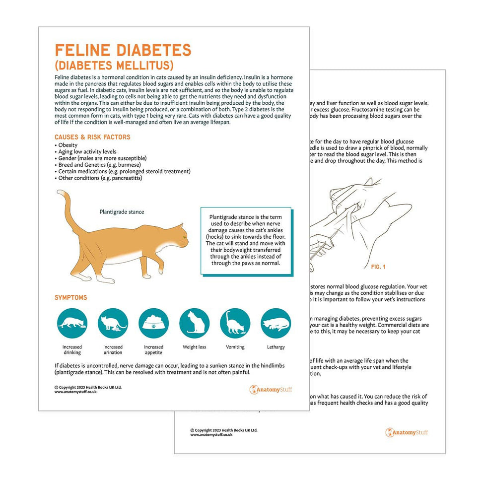 Feline Diabetes Pet Owner Education Handout (Printable PDF)