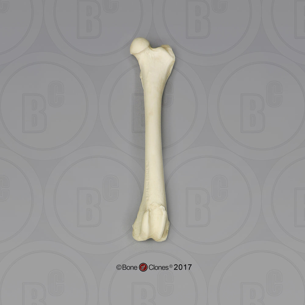Large Dog Femur Bone Clones 