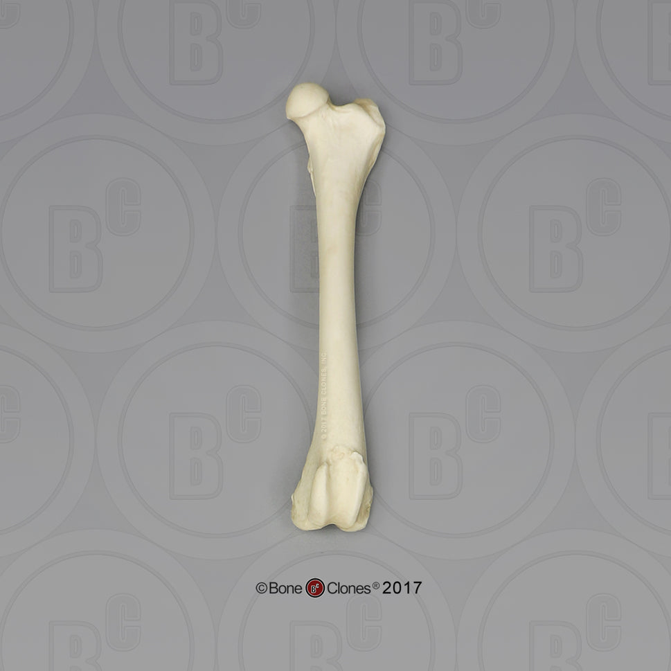 Bone Clones Individual Canine Leg Bones