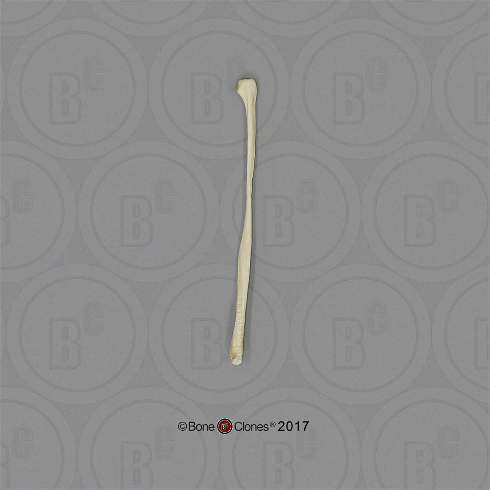 Large Dog Fibula Bone Clones 