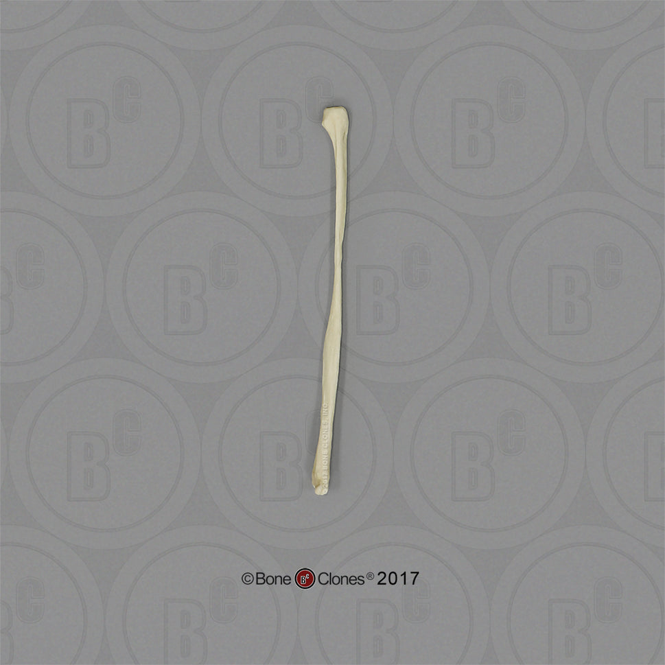 Bone Clones Individual Canine Leg Bones