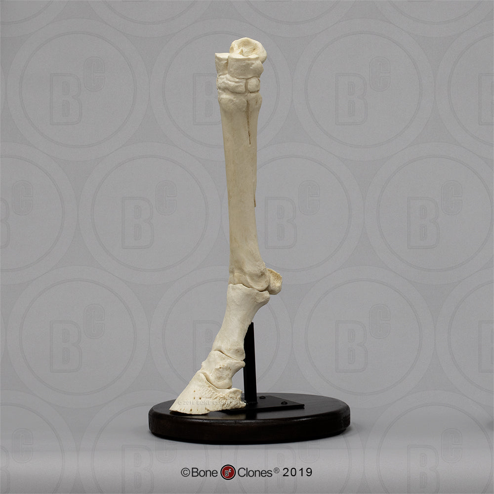 Bone Clones Equine Foot