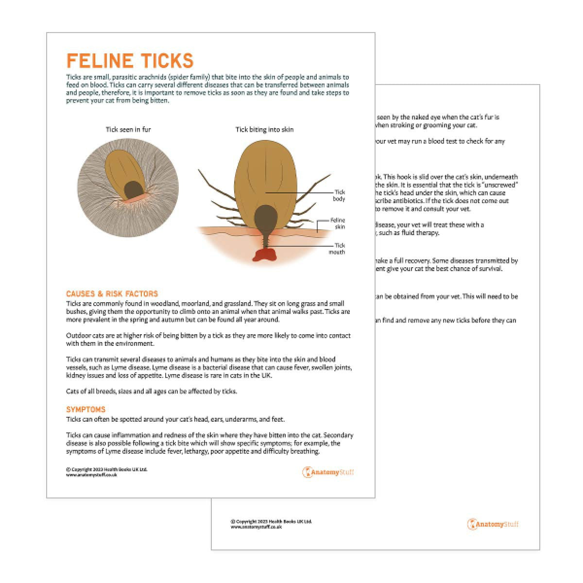 Feline Ticks Pet Owner Education Handout (Printable PDF)