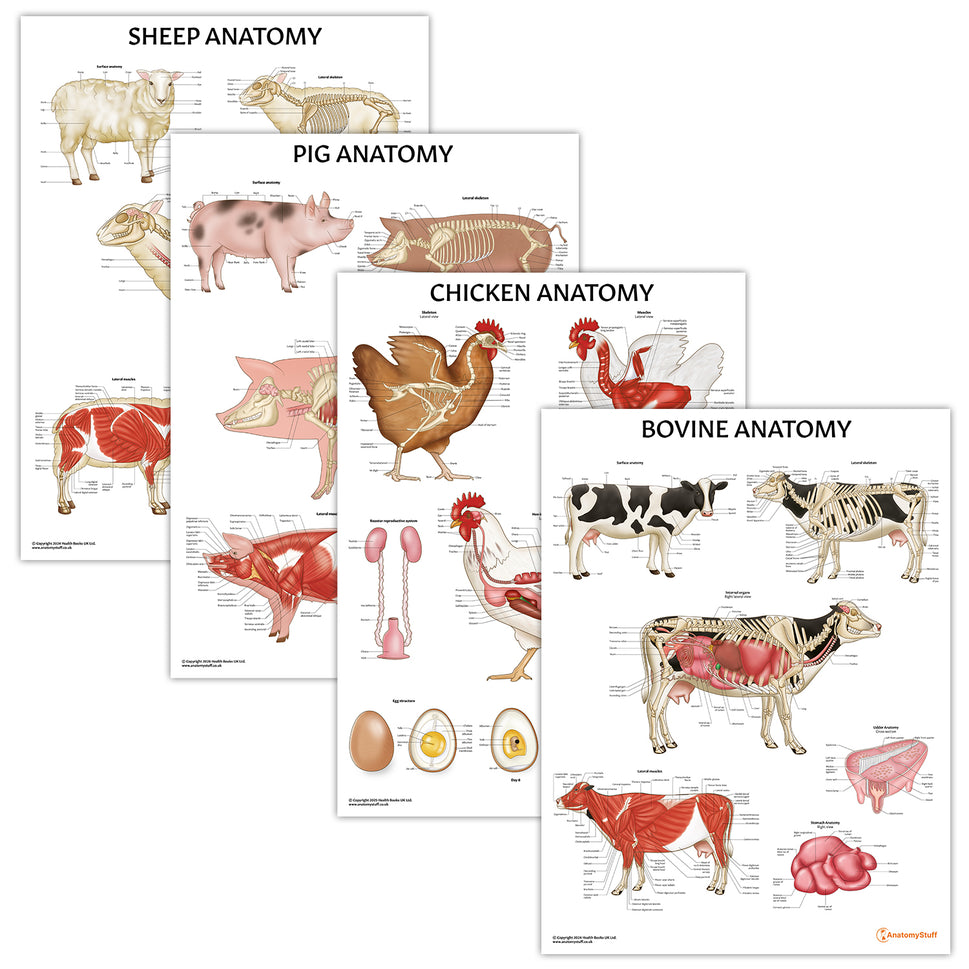 Farm Anatomy 4 Poster Collection