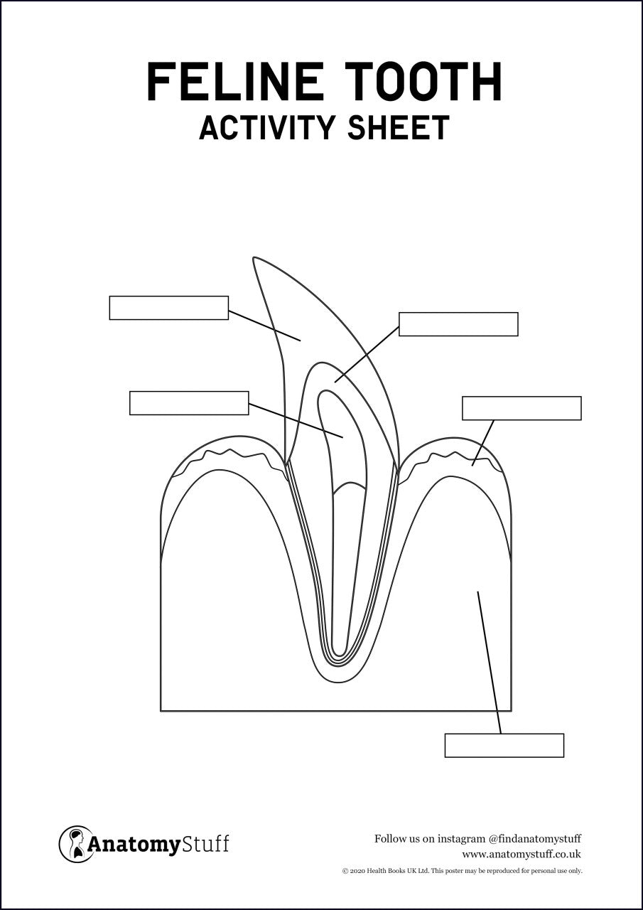 Feline Dental Anatomy Activity Sheet PDF