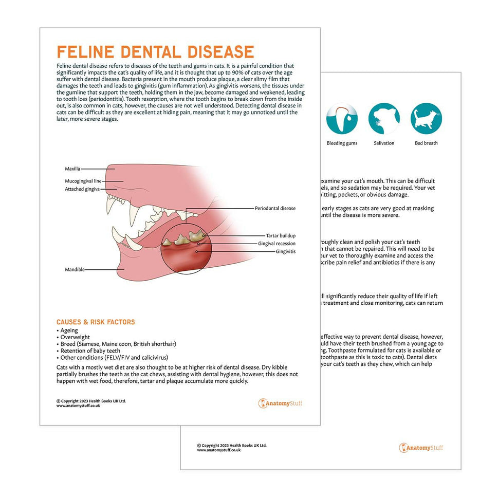 Feline Dental Disease Pet Owner Education Handout (Printable PDF)