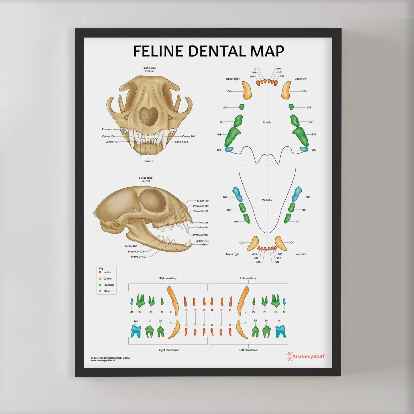 Feline Dental Map Chart / Poster