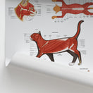 Switch Feline Muscular Anatomy Chart / Poster 2 image