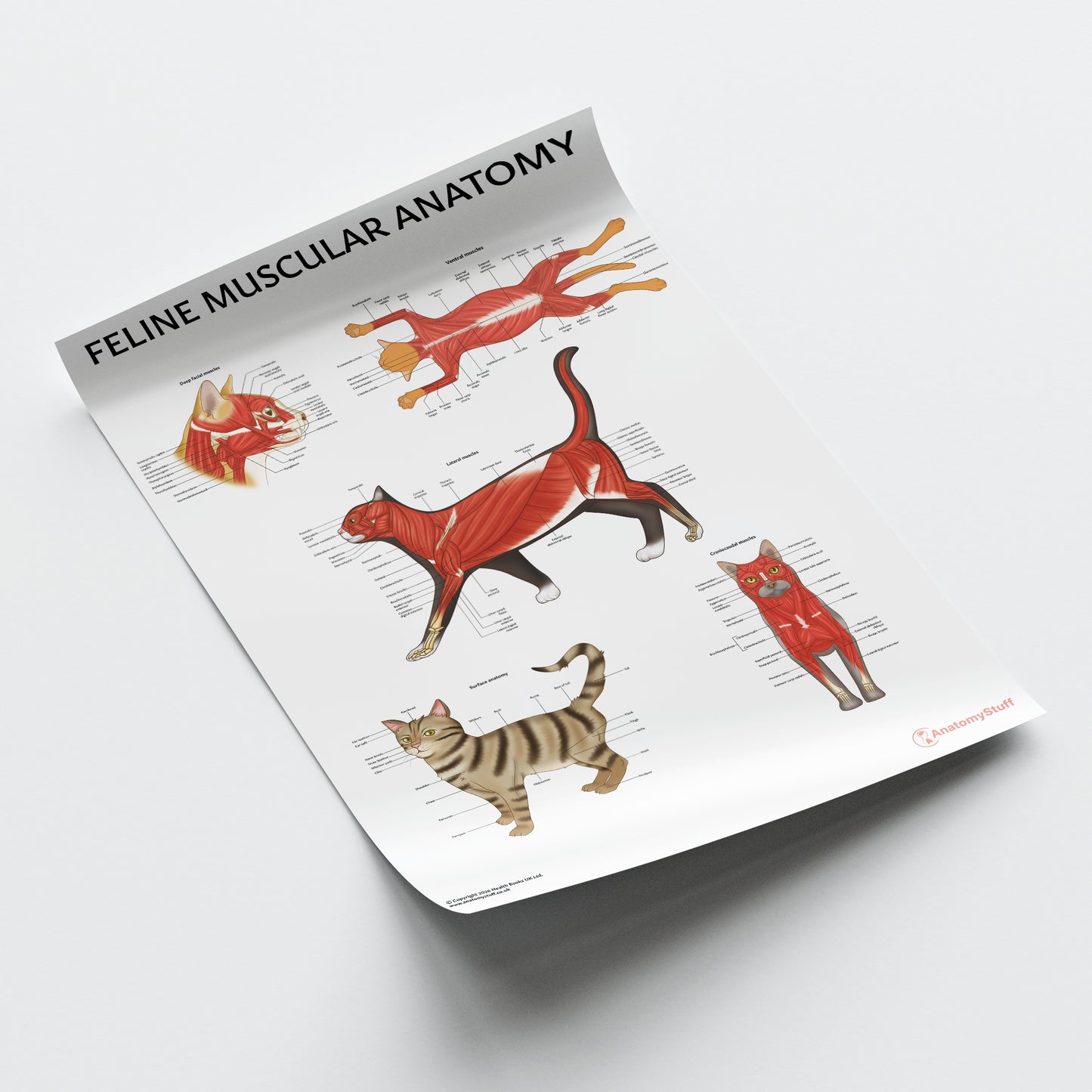 Feline Muscular Anatomy Chart / Poster
