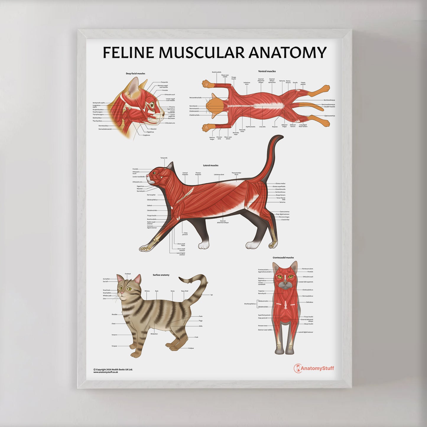 Feline Muscular Anatomy Chart / Poster