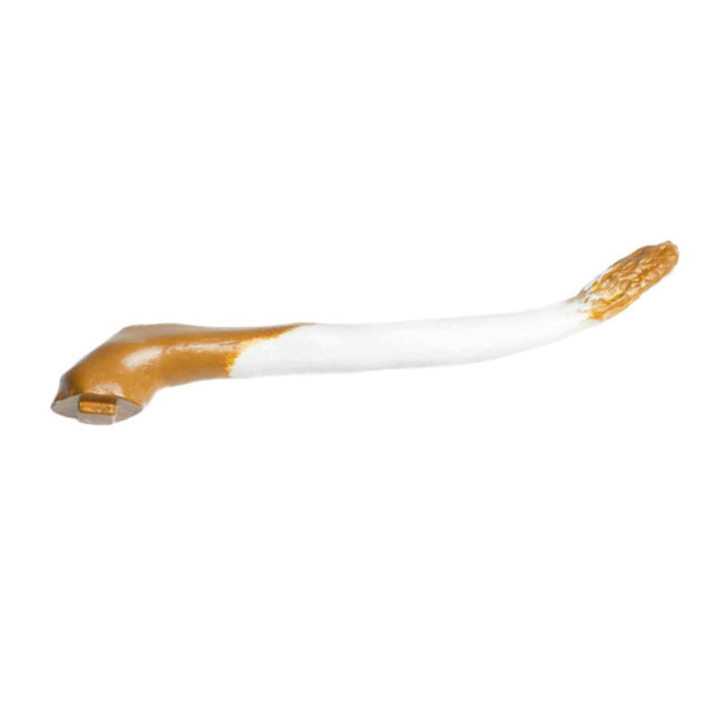 Internal and External Bovine Tail Anatomy Part