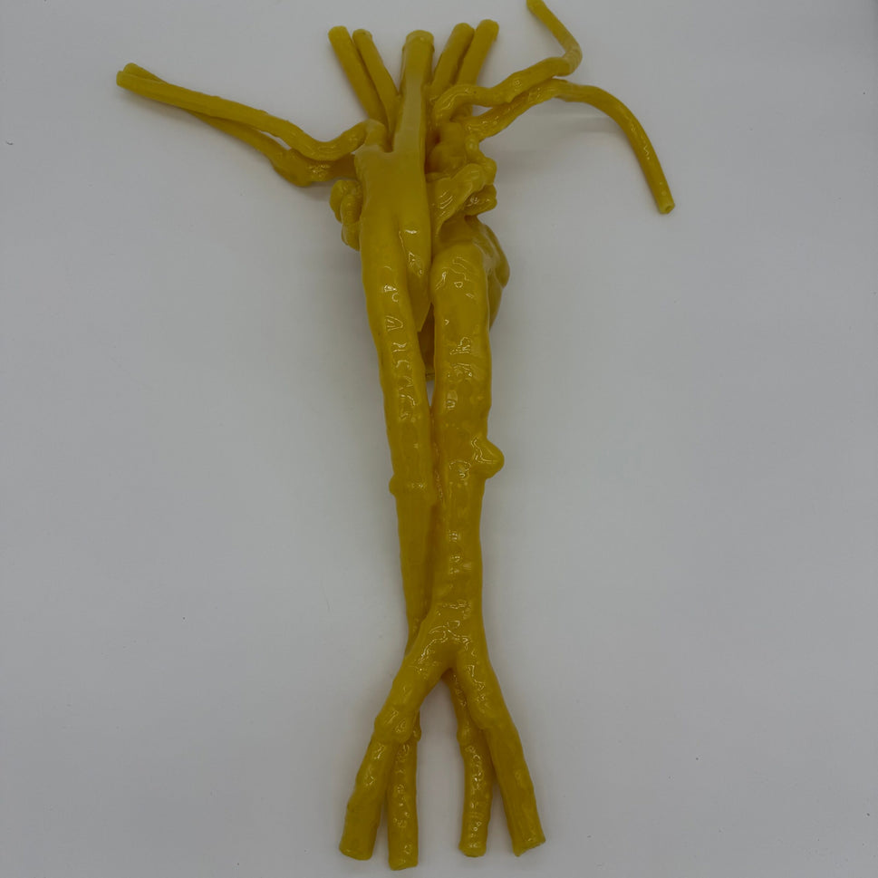 Adult Heart Phantom for X-Ray CT, US, MRI