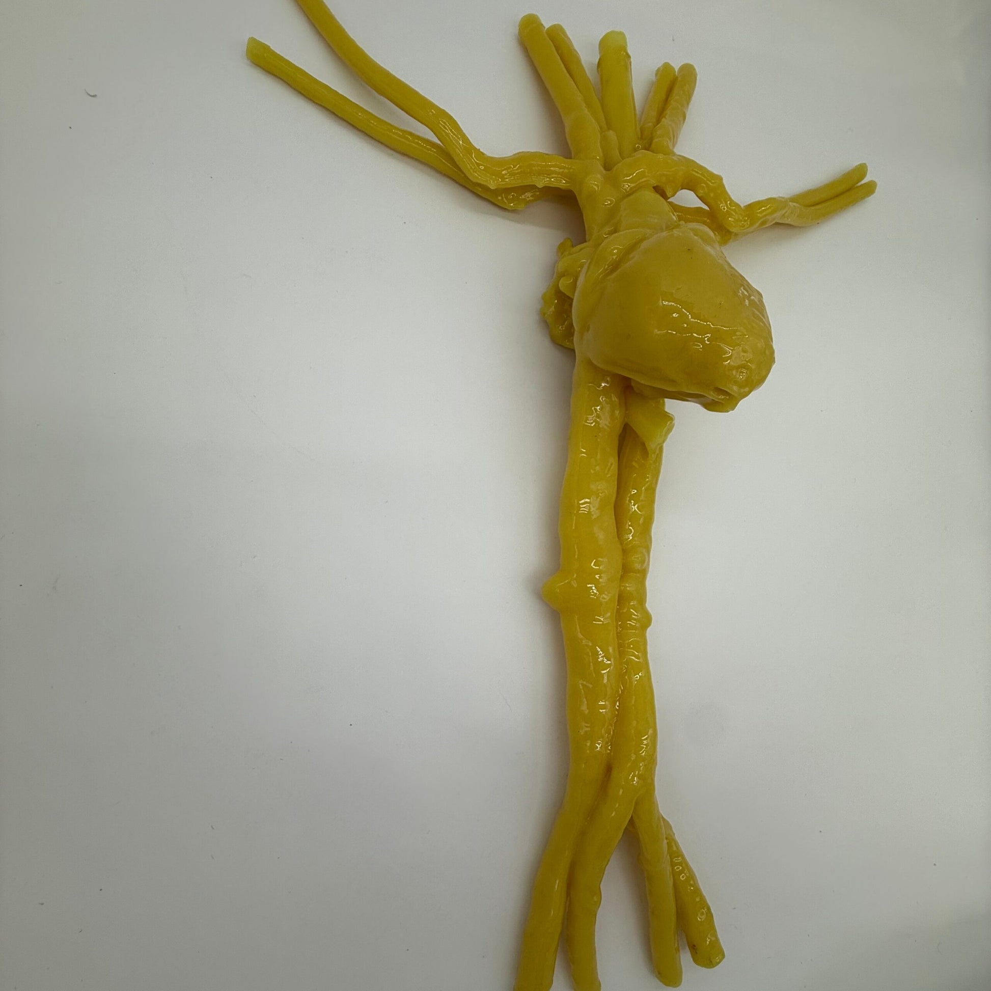 Adult Heart Phantom for X-Ray CT, US, MRI