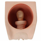 Switch Female Reproductive Anatomy Training Model- AnatomyStuff 3 image