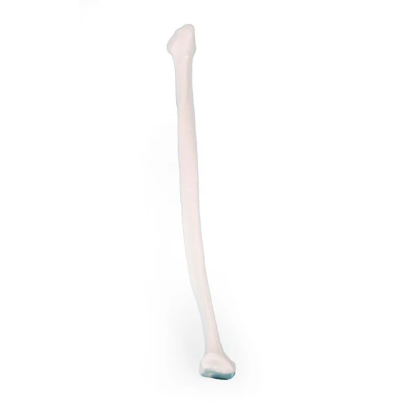 Fibula Bone Model