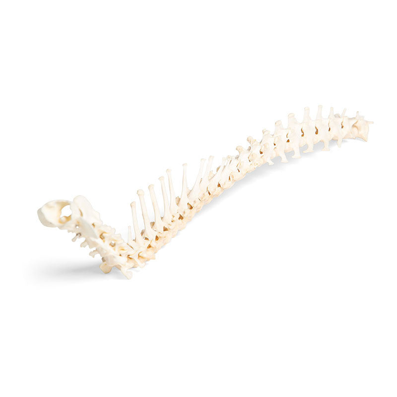 Flexible Dog Spinal Column (Canis Lupus Familiaris)