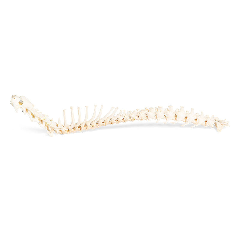 Flexible Dog Spinal Column (Canis Lupus Familiaris)