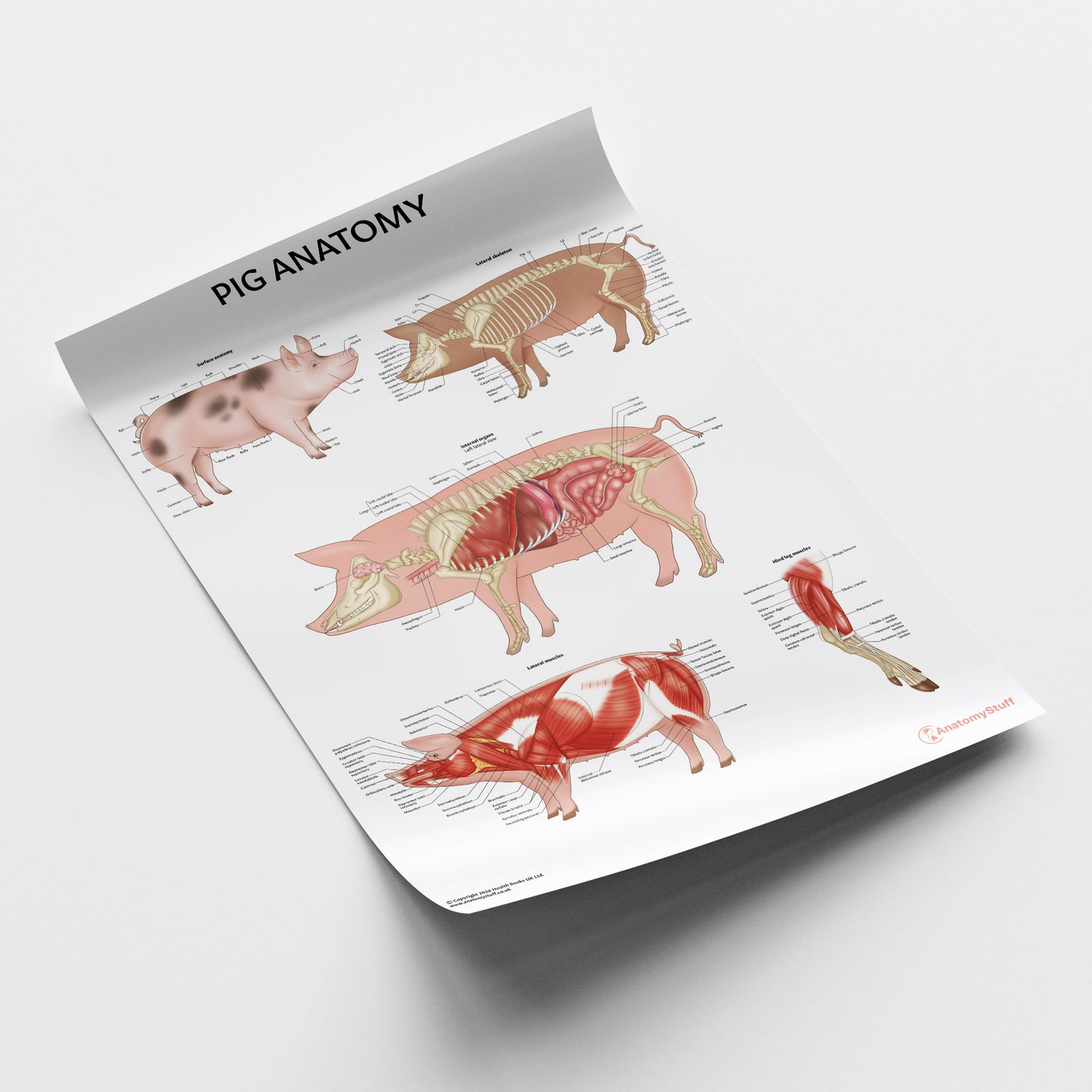 Pig Anatomy Chart / Poster