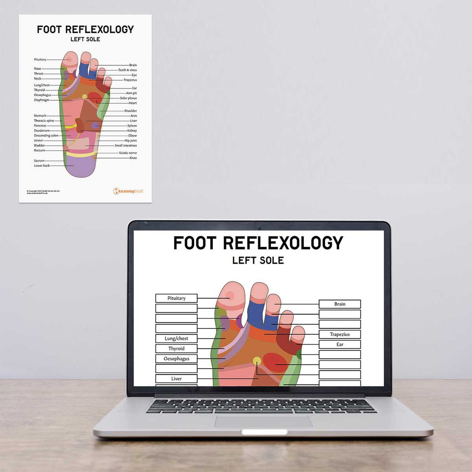 Foot Reflexology Poster / Worksheet (Interactive & Printable PDF)