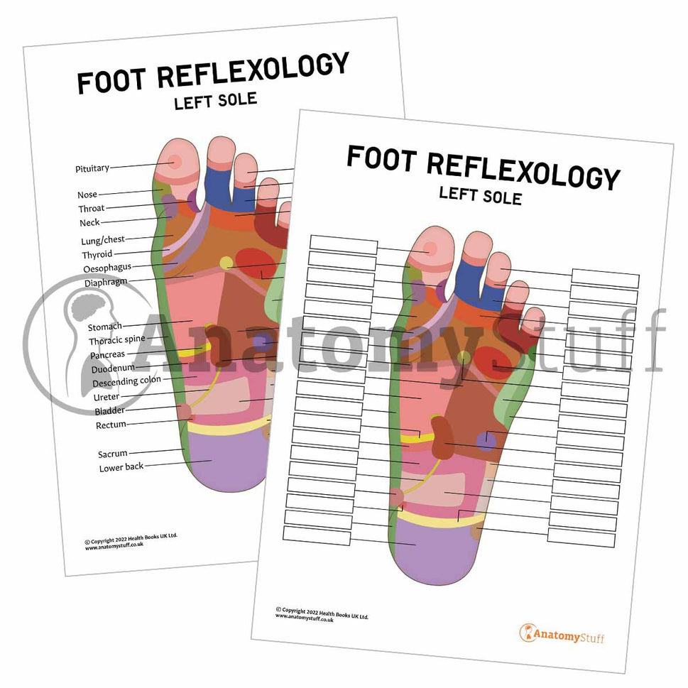 Foot Reflexology Poster / Worksheet (Interactive & Printable PDF)