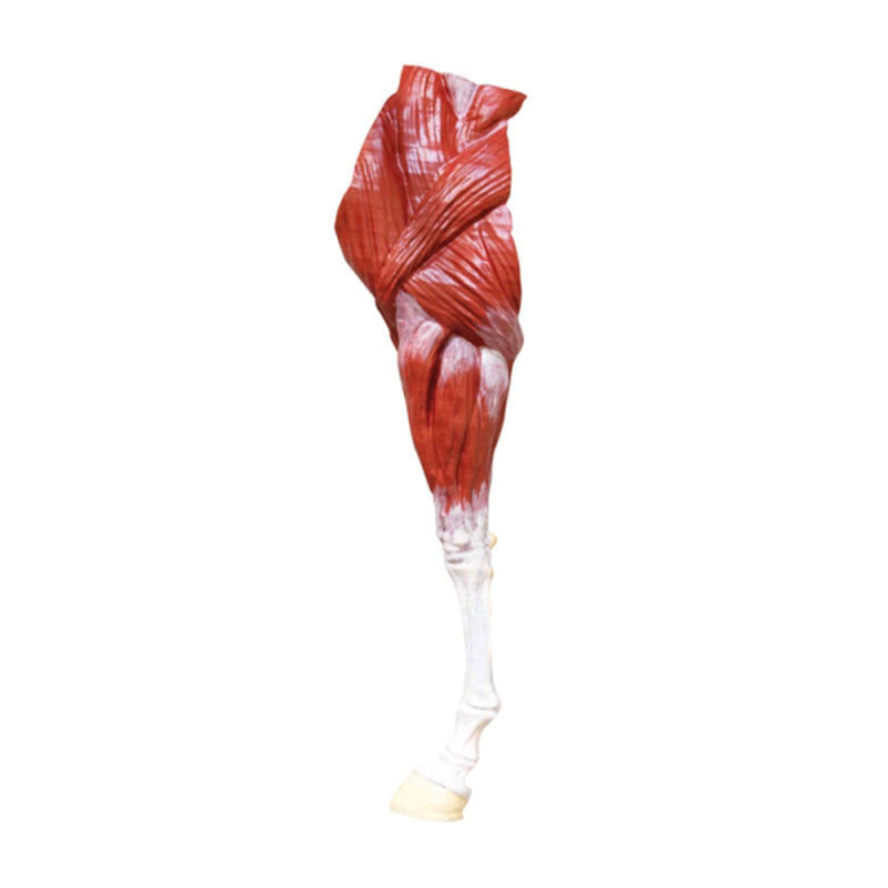 Horse Model (Mare, 16 parts, 1/3 life size)