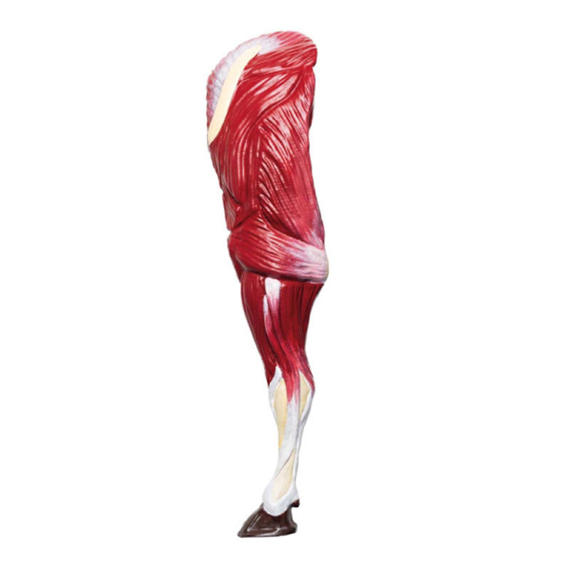 Front Left Bovine Limb
