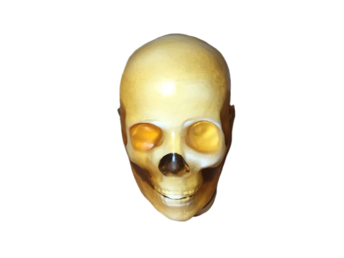 Adult Full Body with Muscles for X-Ray CT, MRI FB-A02 image 5