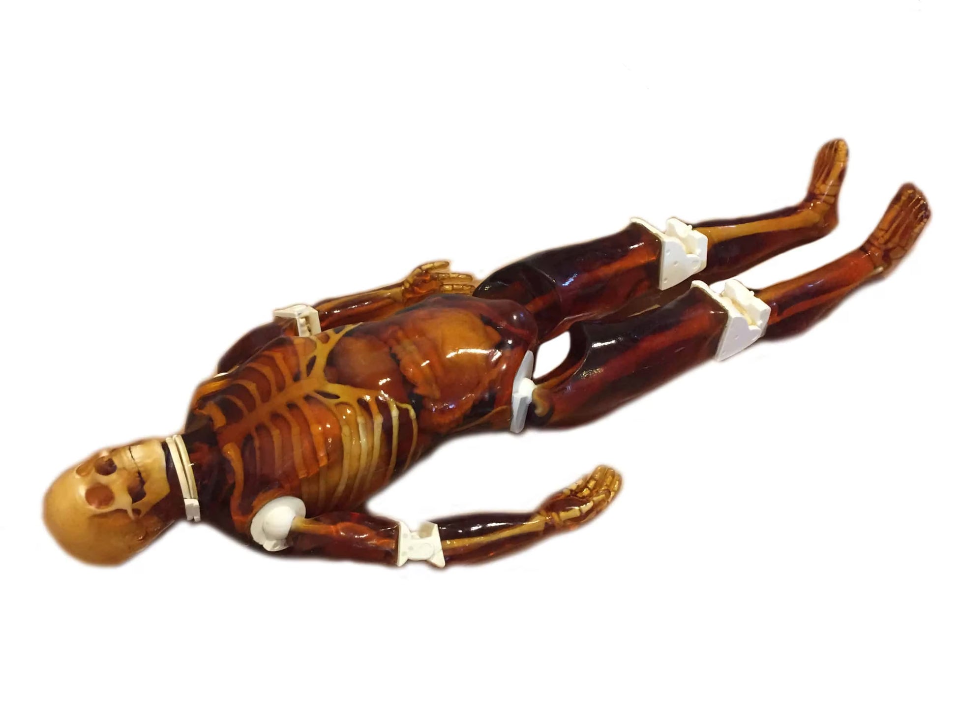 Adult Full Body Phantom for X-Ray CT, MRI