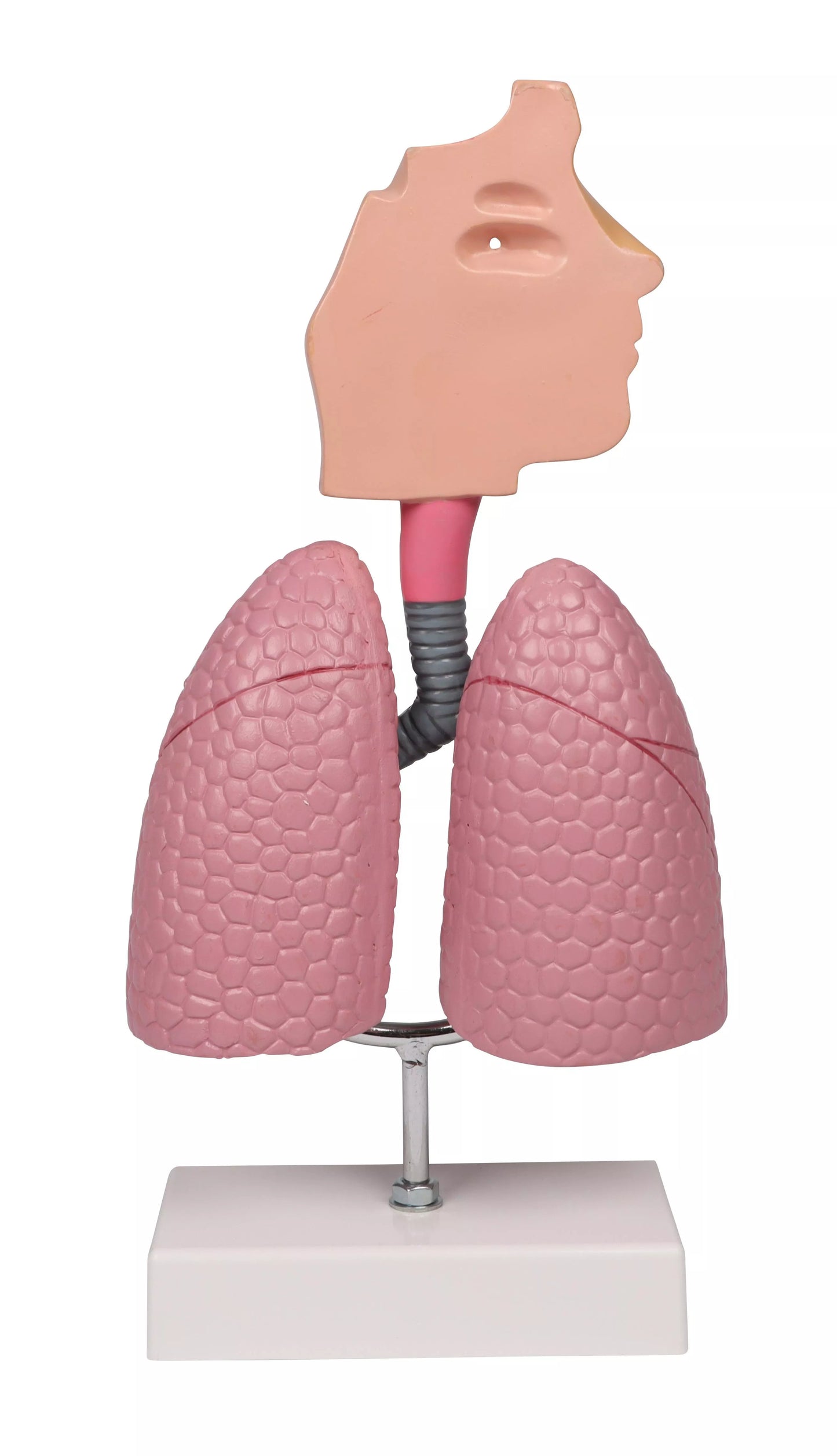 Respiratory System Model (1/2 life size)