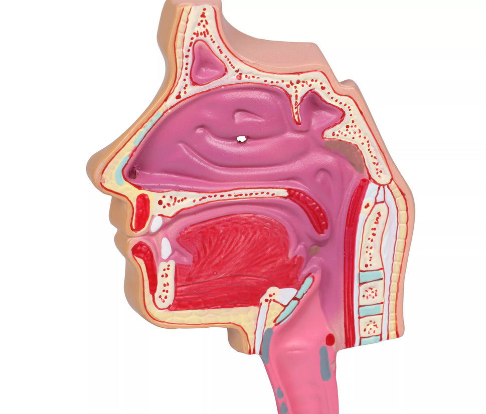 Respiratory System Model (1/2 life size)