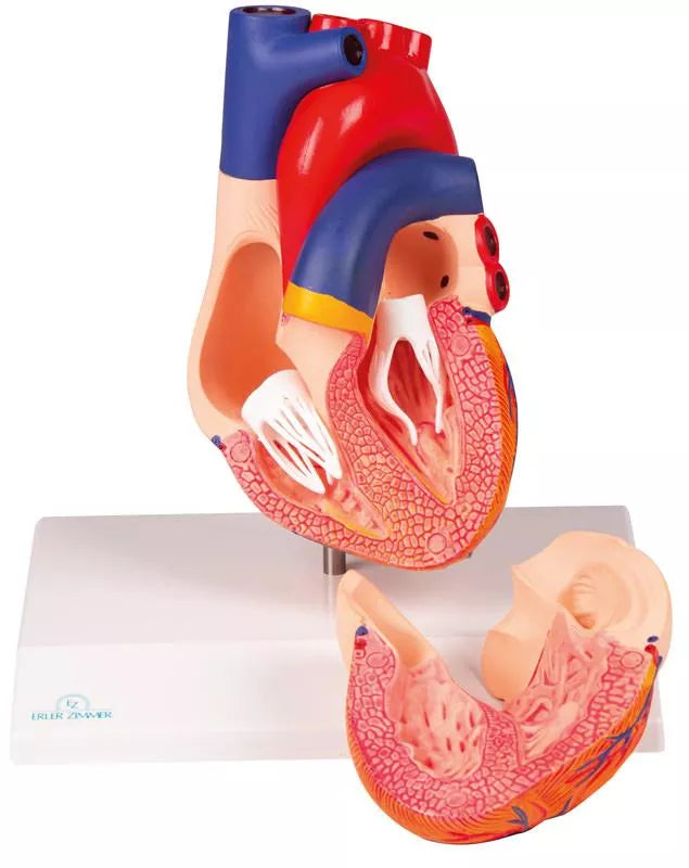 Heart Model (2 parts, With Augmented Anatomy App)