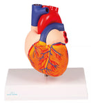 Switch Heart Model (2 parts, With Augmented Anatomy App) G310 Image 2 2 image