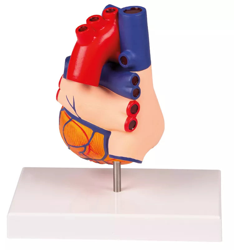 Heart Model (2 parts, With Augmented Anatomy App) G310 Image 3