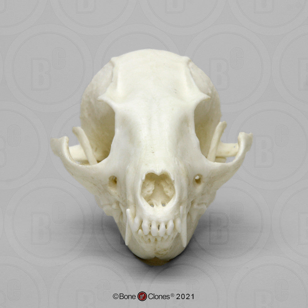 Anterior View of the Budget Gray Fox Skull Model