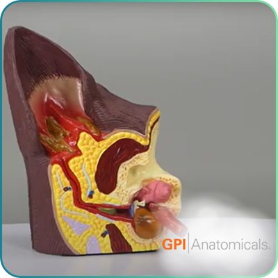 GPI Anatomicals