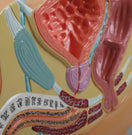 Switch Male Pelvis Section Model (With Augmented Anatomy App) H221 Image 2 2 image